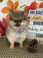 AKC Teddy, a male Pomeranian for sale in Byron, GA – 8 of 9