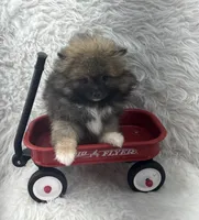 CKC Charlie, a male Pomeranian for sale in Byron, GA – 10 of 10