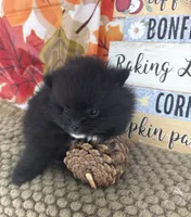 AKC Cole, a male Pomeranian for sale in Byron, GA – 2 of 10