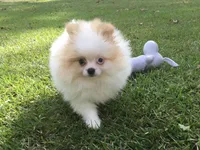 AKC Luke, a male Pomeranian for sale in Byron, GA – Photo 9 of 10