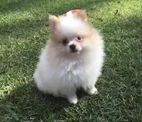 AKC Luke, a male Pomeranian for sale in Byron, GA – Photo 2 of 10