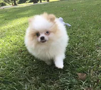 AKC Luke, a male Pomeranian for sale in Byron, GA – Photo 8 of 10