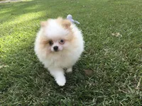 AKC Luke, a male Pomeranian for sale in Byron, GA – Photo 3 of 10