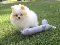 AKC Luke, a male Pomeranian for sale in Byron, GA – Photo 5 of 10