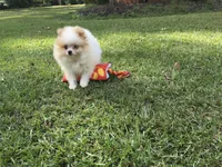 AKC Luke, a male Pomeranian for sale in Byron, GA – Photo 7 of 10