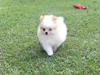 AKC Luke, a male Pomeranian for sale in Byron, GA – Photo 4 of 10