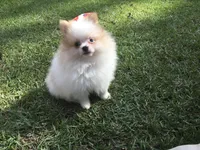 AKC Luke, a male Pomeranian for sale in Byron, GA – Photo 6 of 10