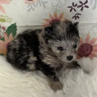 AKC Dolly, a female Pomeranian for sale in Byron, GA – Photo 3 of 5