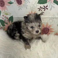 AKC Dolly, a female Pomeranian for sale in Byron, GA – Photo 4 of 5