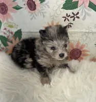 AKC Dolly, a female Pomeranian for sale in Byron, GA – Photo 4 of 5