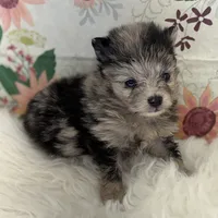 AKC Dolly, a female Pomeranian for sale in Byron, GA – Photo 2 of 5