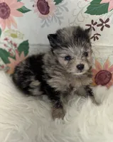 AKC Dolly, a female Pomeranian for sale in Byron, GA – Photo 2 of 5