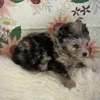 AKC Dolly, a female Pomeranian for sale in Byron, GA – Photo 5 of 5