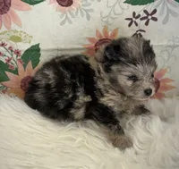 AKC Dolly, a female Pomeranian for sale in Byron, GA – Photo 5 of 5