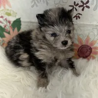 AKC Dolly, a female Pomeranian for sale in Byron, GA – Photo 1 of 5