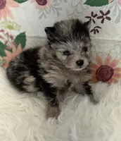 AKC Dolly, a female Pomeranian for sale in Byron, GA – Photo 1 of 5