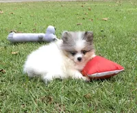 AKC Maxx, a male Pomeranian for sale in Byron, GA – Photo 4 of 10