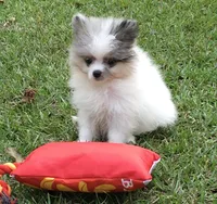 AKC Maxx, a male Pomeranian for sale in Byron, GA – Photo 2 of 10