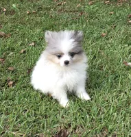AKC Maxx, a male Pomeranian for sale in Byron, GA – Photo 10 of 10