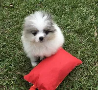 AKC Maxx, a male Pomeranian for sale in Byron, GA – Photo 7 of 10
