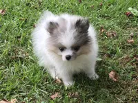 AKC Maxx, a male Pomeranian for sale in Byron, GA – Photo 5 of 10