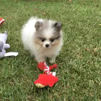 AKC Maxx, a male Pomeranian for sale in Byron, GA – Photo 6 of 10