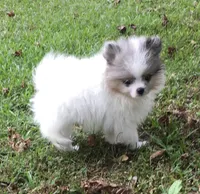 AKC Maxx, a male Pomeranian for sale in Byron, GA – Photo 8 of 10