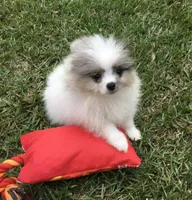 AKC Maxx, a male Pomeranian for sale in Byron, GA – Photo 9 of 10