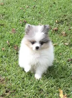 AKC Maxx, a male Pomeranian for sale in Byron, GA – Photo 3 of 10