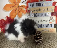 AKC Daisy, a female Pomeranian for sale in Byron, GA – 8 of 9