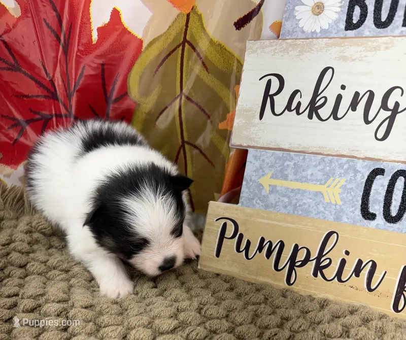 AKC Jamie, a male Pomeranian for sale in Byron, GA – 1 of 5