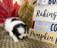 AKC Jamie, a male Pomeranian for sale in Byron, GA – 1 of 5