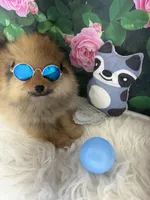 AKC Cooper, a male Pomeranian for sale in Byron, GA – Photo 10 of 10