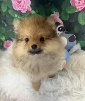 AKC Cooper, a male Pomeranian for sale in Byron, GA – Photo 2 of 10