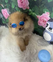 AKC Cooper, a male Pomeranian for sale in Byron, GA – Photo 5 of 10