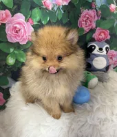 AKC Cooper, a male Pomeranian for sale in Byron, GA – Photo 1 of 10
