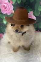 AKC Cooper, a male Pomeranian for sale in Byron, GA – Photo 4 of 10