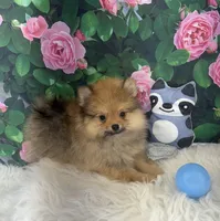 AKC Cooper, a male Pomeranian for sale in Byron, GA – Photo 3 of 10