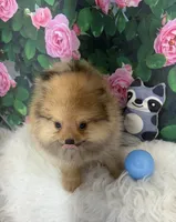 AKC Cooper, a male Pomeranian for sale in Byron, GA – Photo 7 of 10