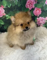 AKC Cooper, a male Pomeranian for sale in Byron, GA – Photo 6 of 10