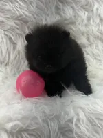 AKC Nikki, a female Pomeranian for sale in Byron, GA – 6 of 10