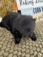 AKC Pink, a female Pomeranian for sale in Byron, GA – 3 of 6