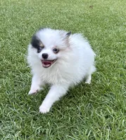 ALC Sinclair , a male Pomeranian for sale in Byron, GA – 4 of 10