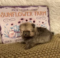 AKC Gabe, a male Pomeranian for sale in Byron, GA – 8 of 9