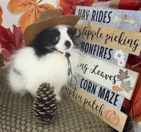 AKC Max, a male Pomeranian for sale in Byron, GA – 2 of 9