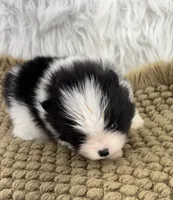 AKC Jackson, a male Pomeranian for sale in Byron, GA – 3 of 8