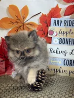AKC Teddy, a male Pomeranian for sale in Byron, GA – 4 of 8