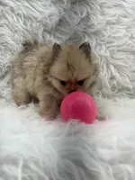 AKC Harriett, a female Pomeranian for sale in Byron, GA – 4 of 8