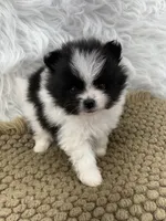 AKC Chase, a male Pomeranian for sale in Byron, GA – 6 of 7
