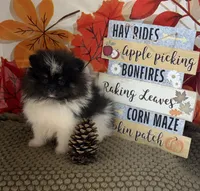 AKC Daisy, a female Pomeranian for sale in Byron, GA – 7 of 9
